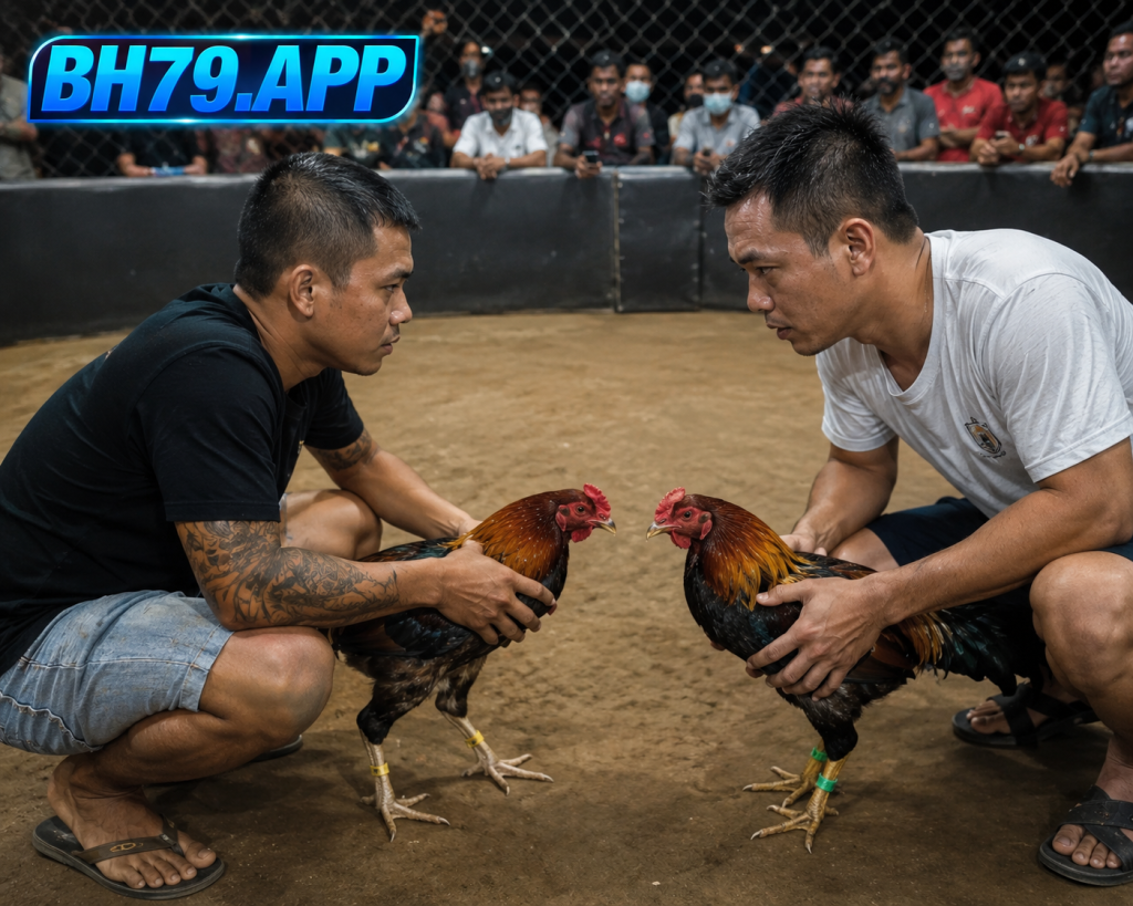 Trực tiếp đá gà Campuchia